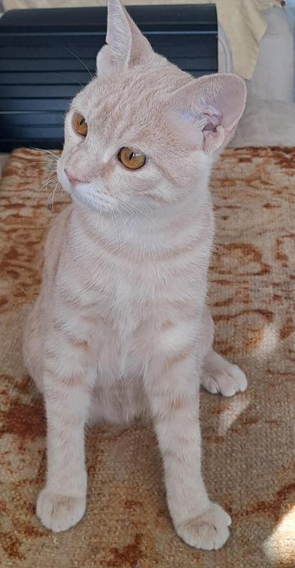 Shahorik uploaded   176  day/s  ago