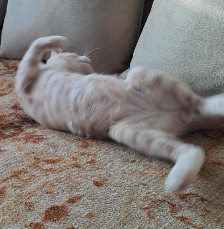 Shahorik uploaded   202  day/s  ago