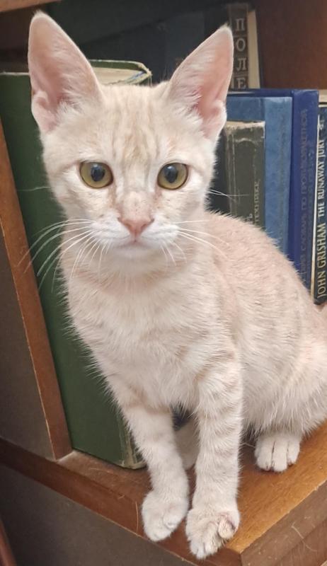 Shahorik uploaded   232  day/s  ago