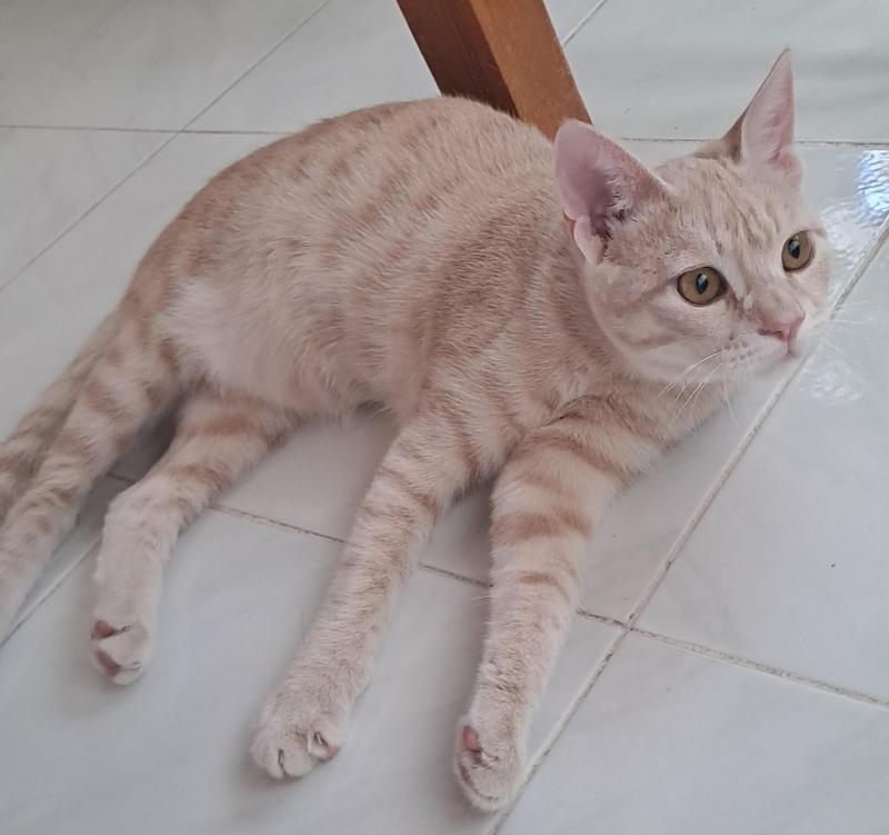 Shahorik uploaded   176  day/s  ago