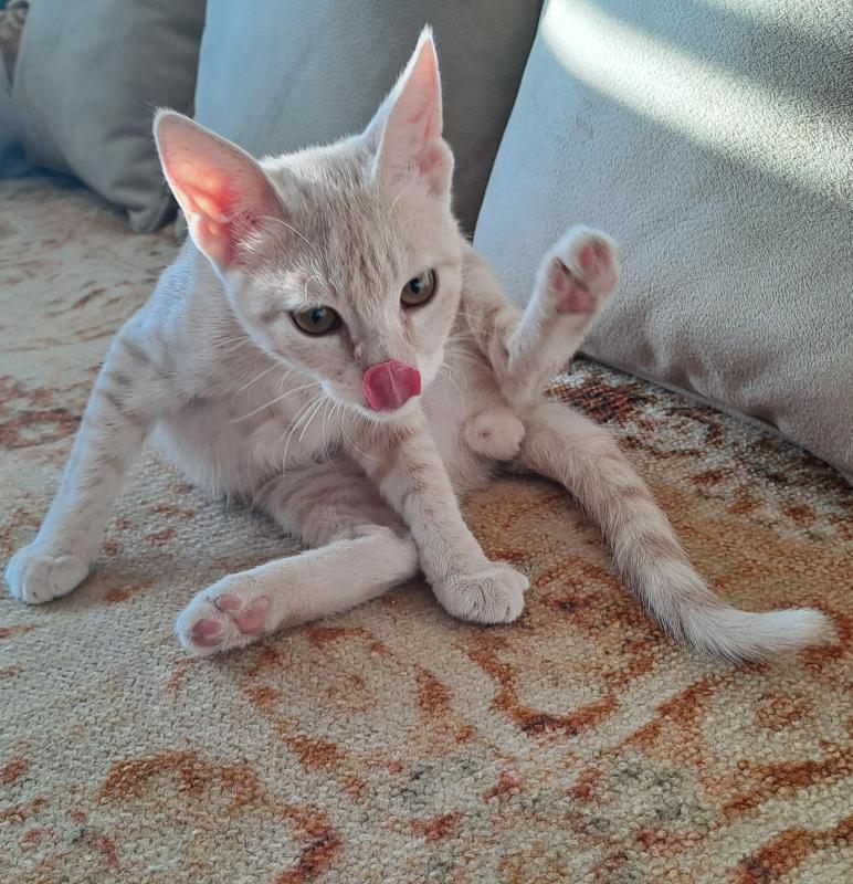 Shahorik uploaded   202  day/s  ago