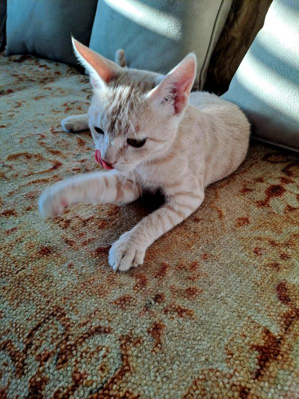 Shahorik uploaded   202  day/s  ago