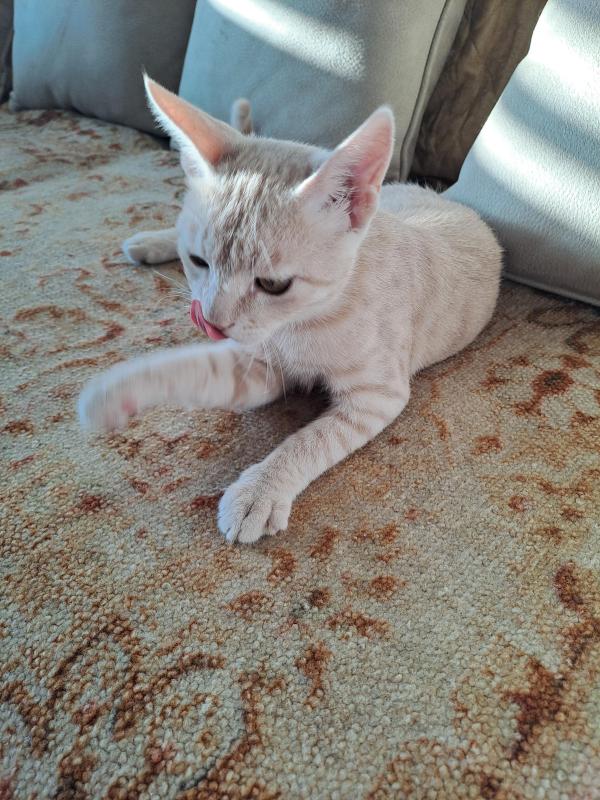 Shahorik uploaded   202  day/s  ago