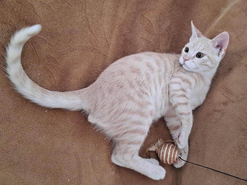 Shahorik uploaded   129  day/s  ago