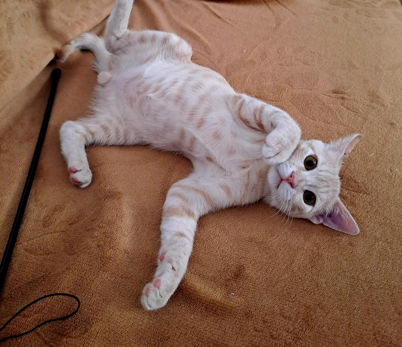 Shahorik uploaded   202  day/s  ago