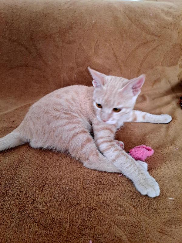 Shahorik uploaded   202  day/s  ago