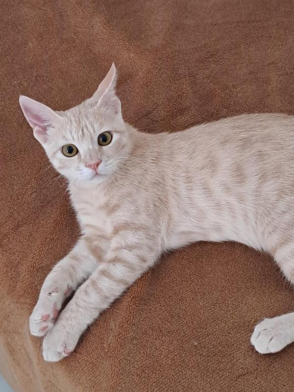 Shahorik uploaded   202  day/s  ago