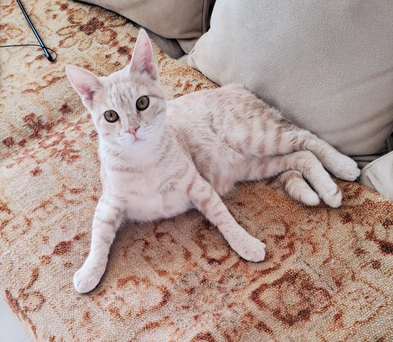 Shahorik uploaded   151  day/s  ago