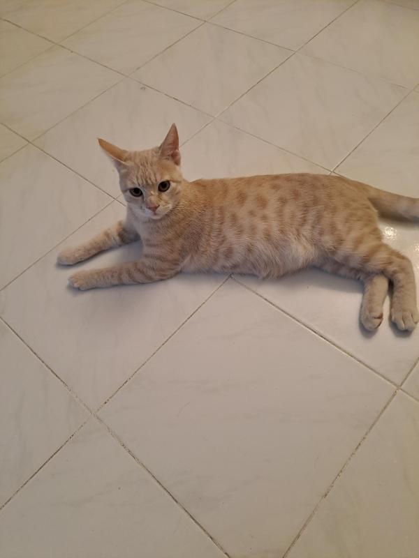 Shahorik uploaded   169  day/s  ago