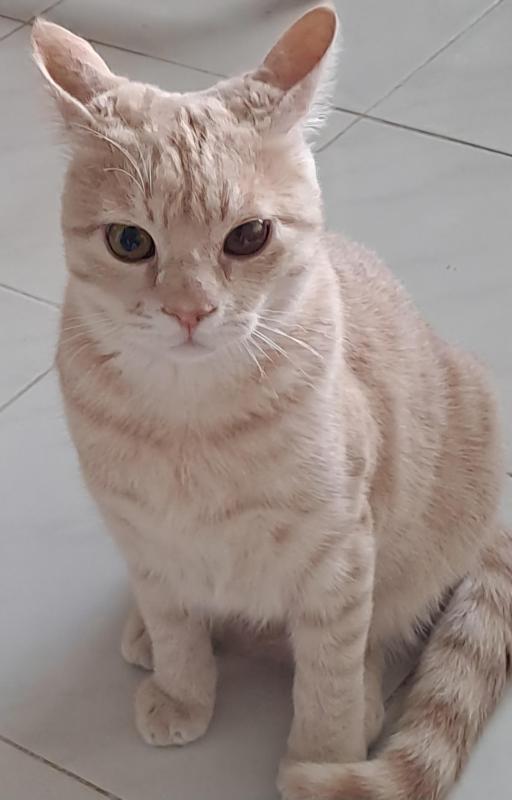 Shahorik uploaded   142  day/s  ago