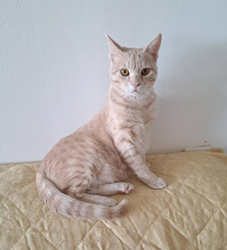 Shahorik uploaded   82  day/s  ago