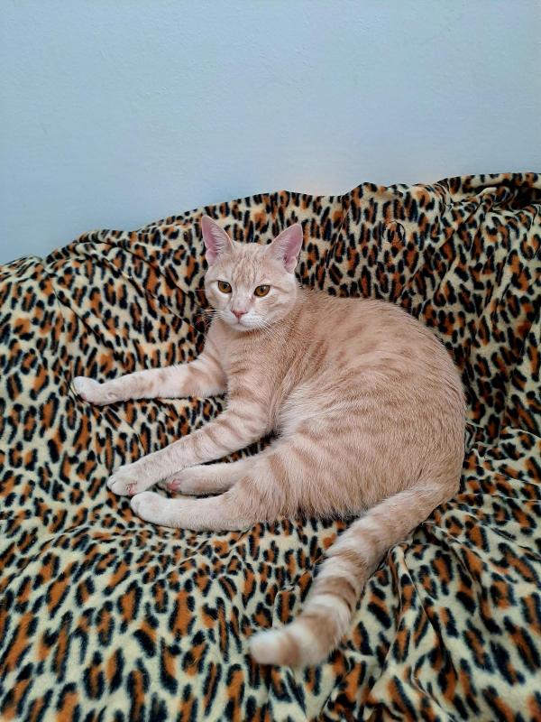 Persik of the Shahorik family