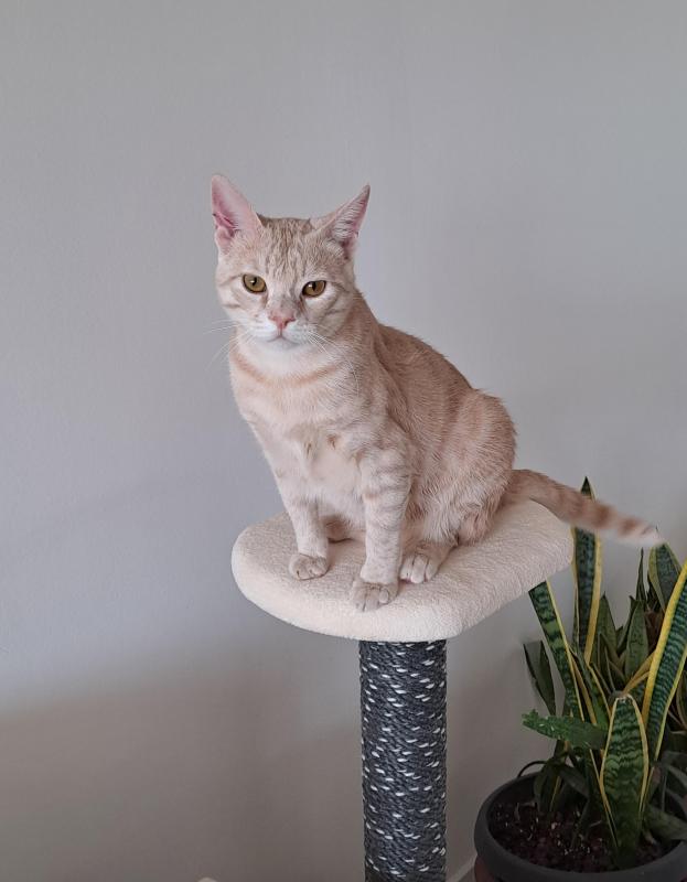 Shahorik uploaded   34  day/s  ago