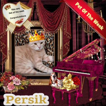 Shahorik uploaded   49  day/s  ago