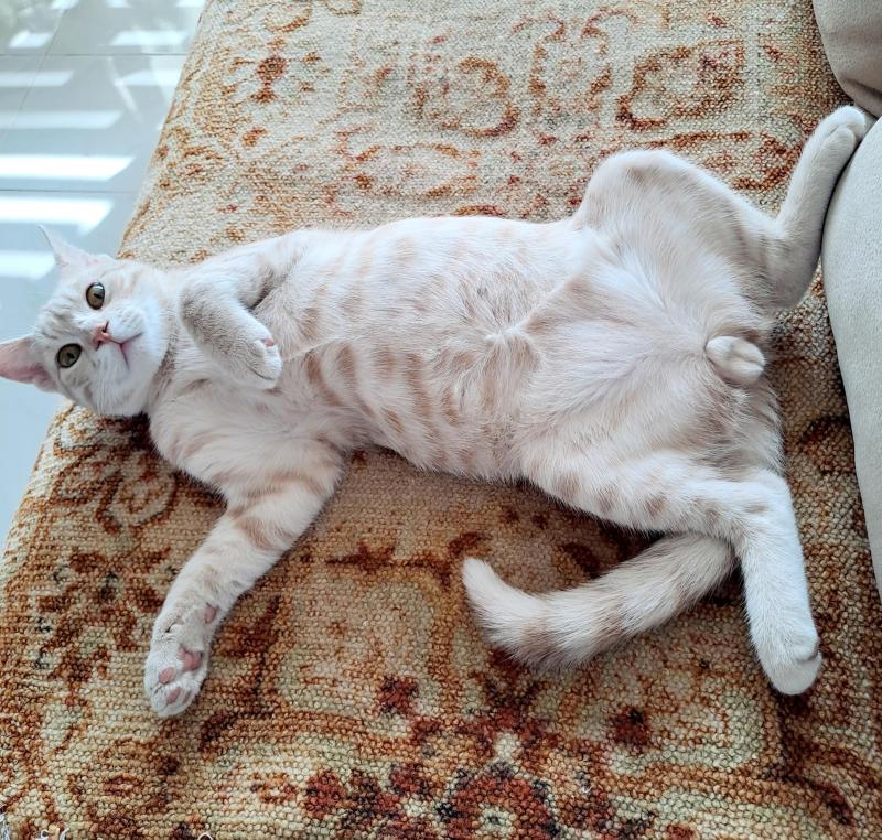 Shahorik uploaded   151  day/s  ago