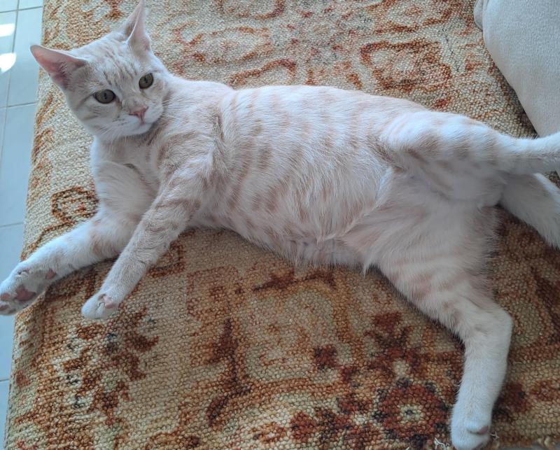 Shahorik uploaded   151  day/s  ago