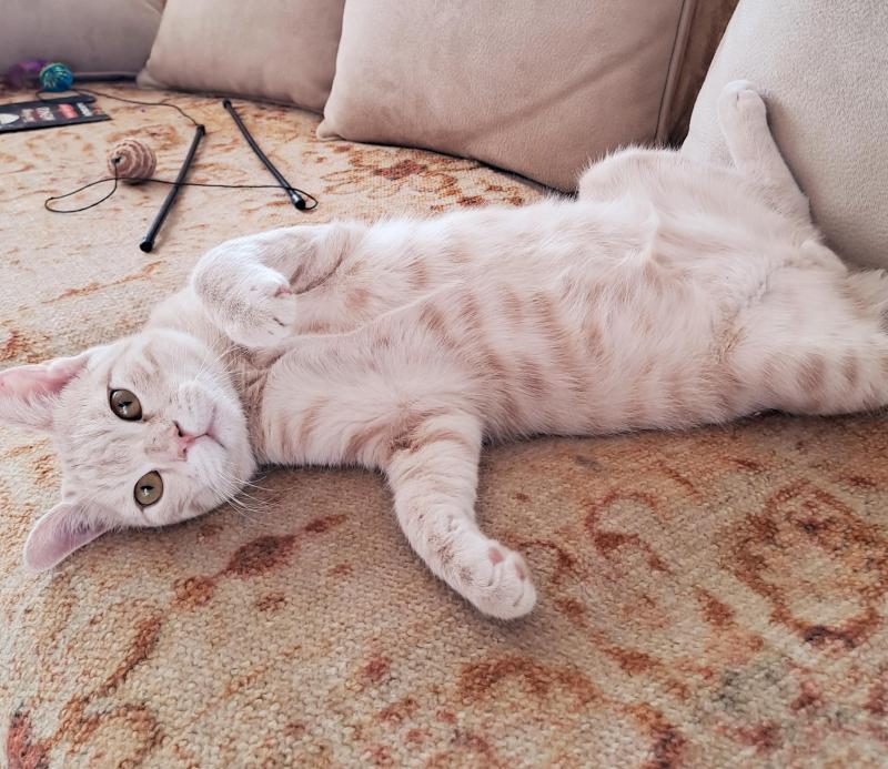 Shahorik uploaded   151  day/s  ago