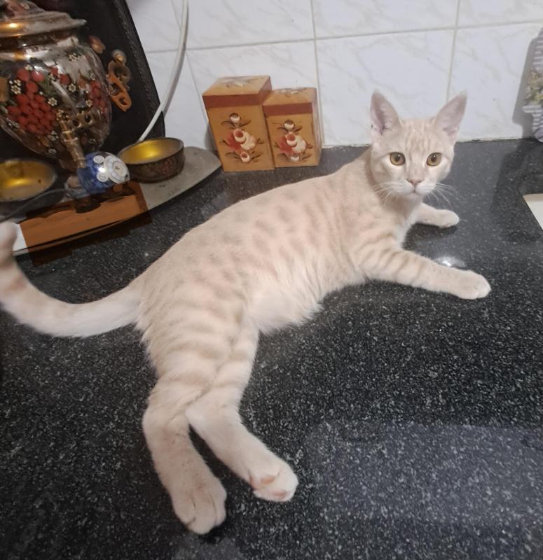 Shahorik uploaded   169  day/s  ago