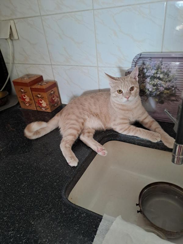 Shahorik uploaded   142  day/s  ago