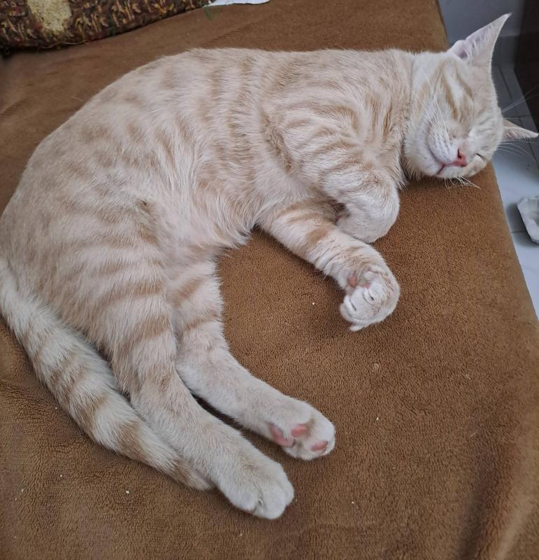 Shahorik uploaded   82  day/s  ago