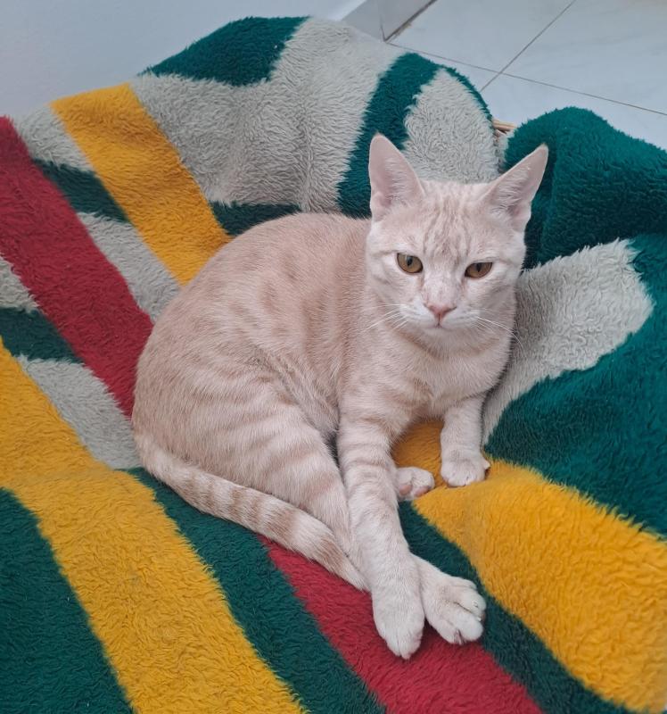 Shahorik uploaded   15  day/s  ago