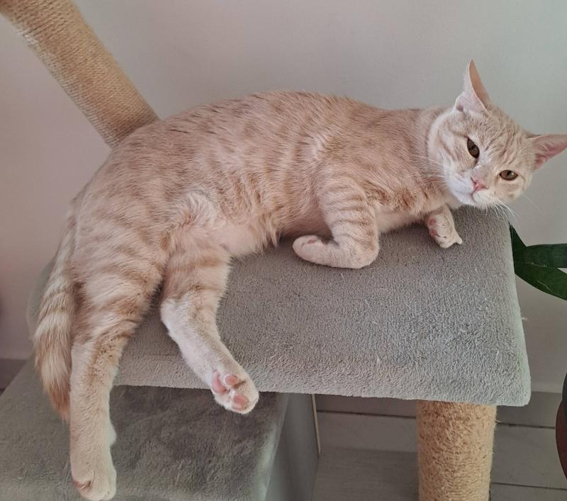 Persik of the Shahorik family