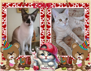 Persik of the Shahorik family