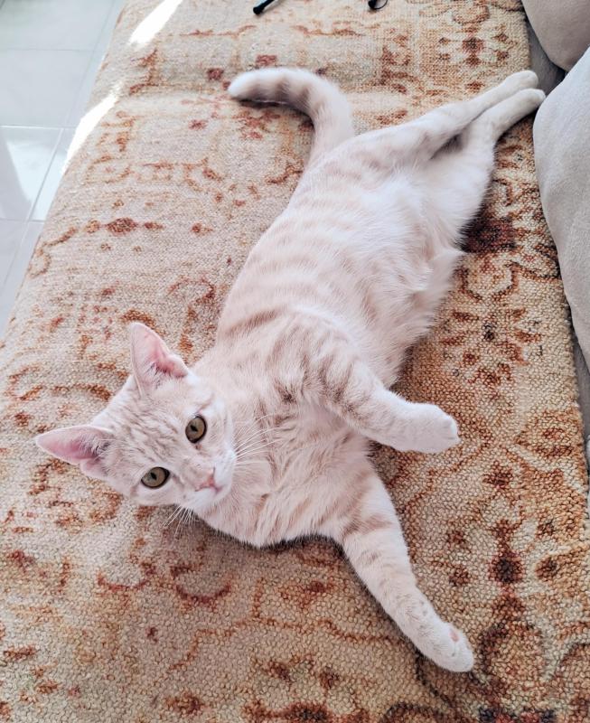 Shahorik uploaded   151  day/s  ago