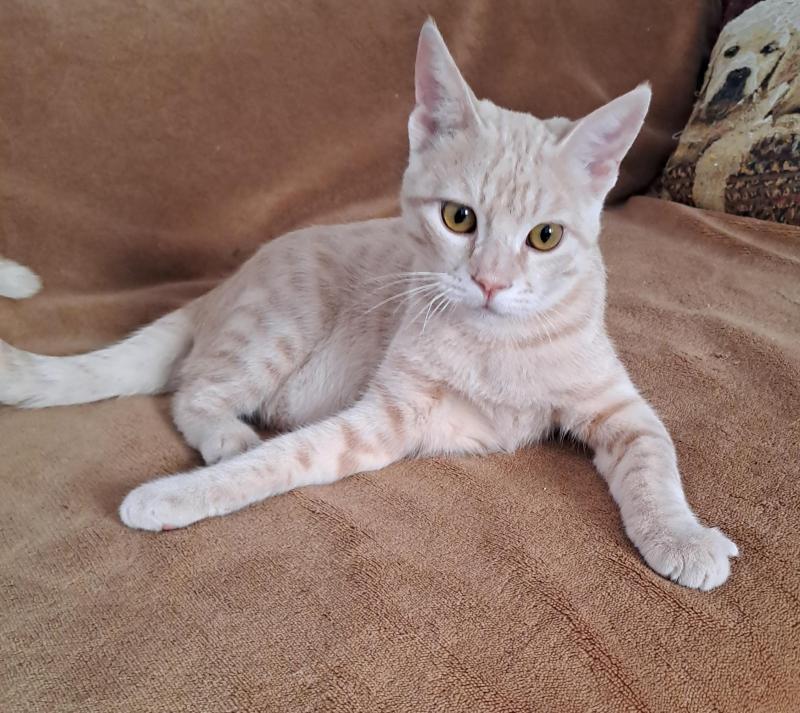 Shahorik uploaded   169  day/s  ago