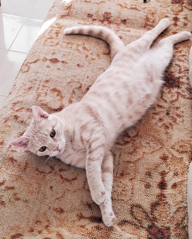 Shahorik uploaded   151  day/s  ago