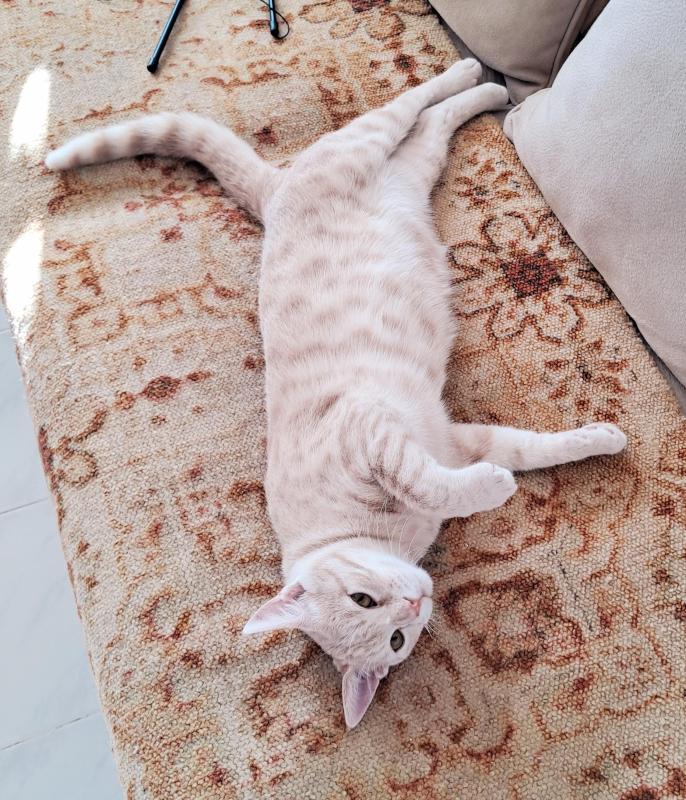 Shahorik uploaded   151  day/s  ago