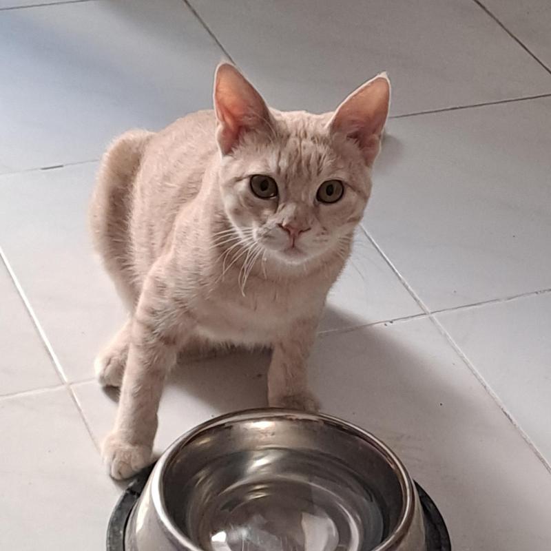 Shahorik uploaded   169  day/s  ago