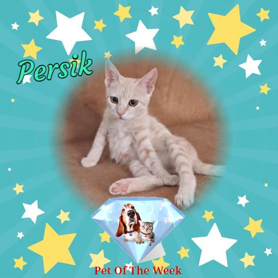 Shahorik uploaded   48  day/s  ago