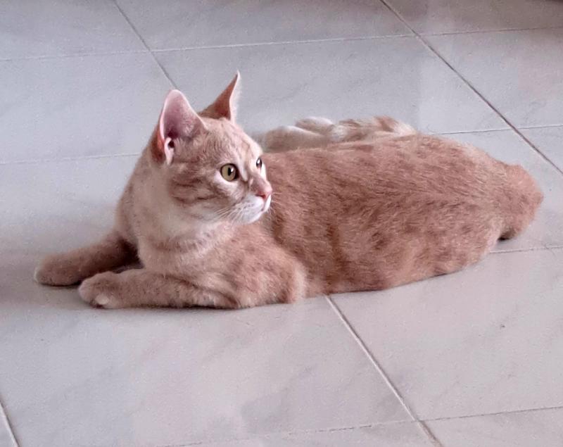 Shahorik uploaded   151  day/s  ago