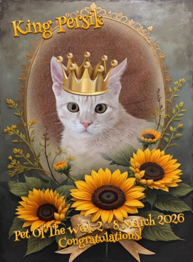 Shahorik uploaded   49  day/s  ago