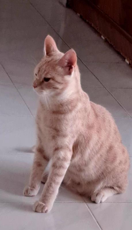 Shahorik uploaded   151  day/s  ago