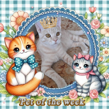 Shahorik uploaded   46  day/s  ago