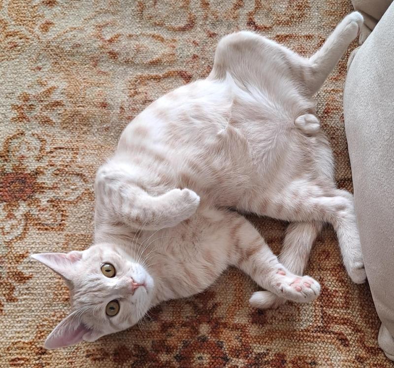 Shahorik uploaded   151  day/s  ago