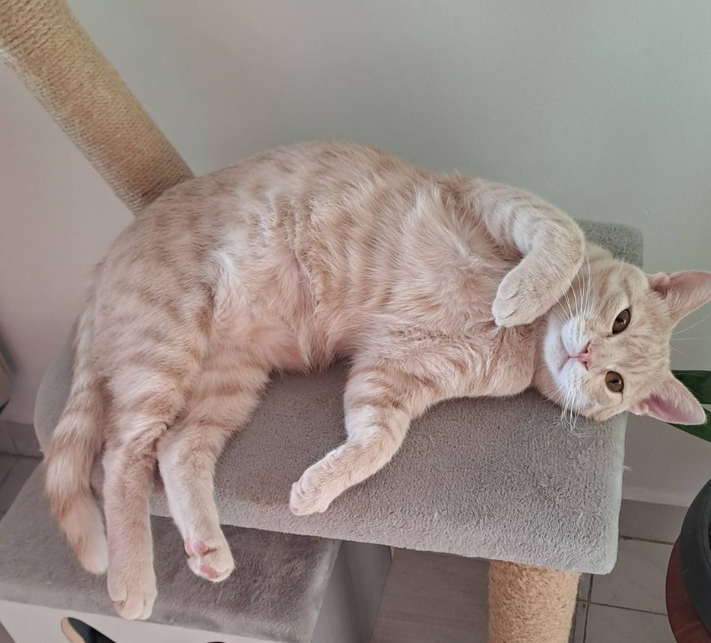 Persik of the Shahorik family