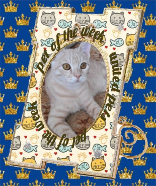 Shahorik uploaded   51  day/s  ago