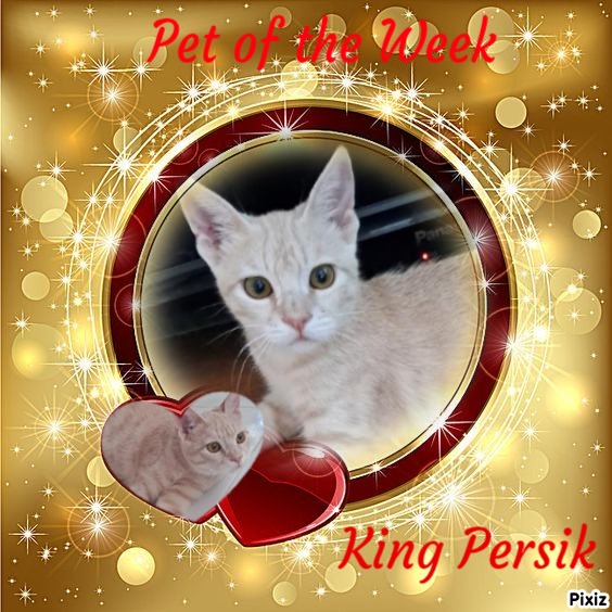 Shahorik uploaded   45  day/s  ago