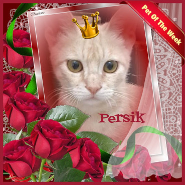 Shahorik uploaded   48  day/s  ago