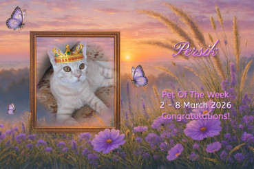 Shahorik uploaded   49  day/s  ago