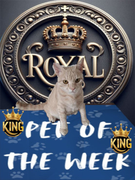 Shahorik uploaded   51  day/s  ago