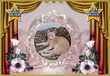 Shahorik uploaded   51  day/s  ago