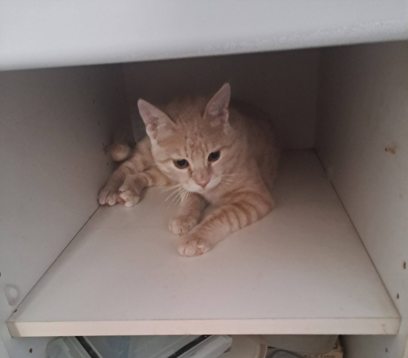 Persik of the Shahorik family