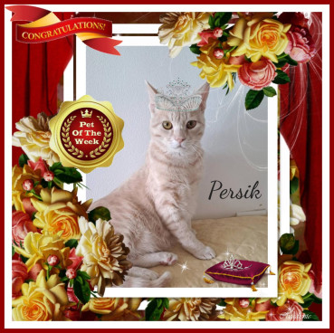 Shahorik uploaded   49  day/s  ago