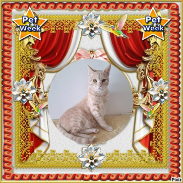 Shahorik uploaded   49  day/s  ago