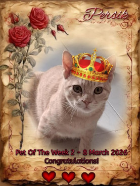 Shahorik uploaded   49  day/s  ago