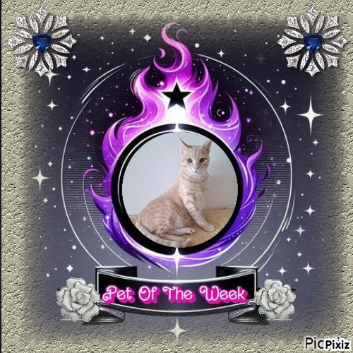 Shahorik uploaded   45  day/s  ago